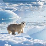 Some Greenland polar bears adapt to hunt without sea ice